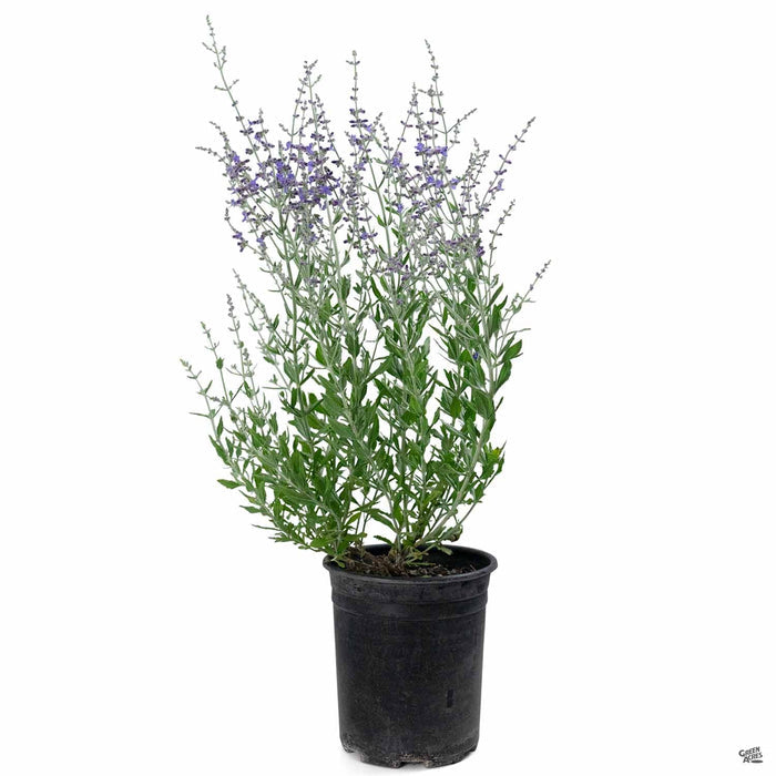 Russian Sage 'Little Spire' blossom 1 gallon