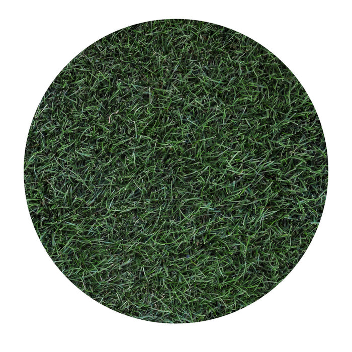 Delta Bluegrass Company Ryegrass