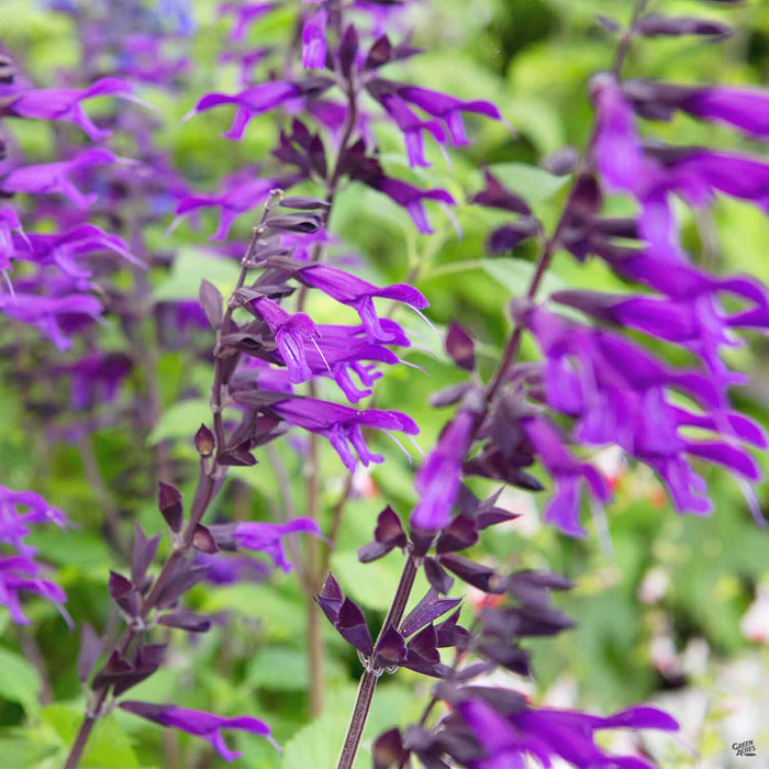 Salvia 'Amistad'