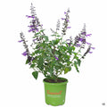 Salvia 'Amistad' 01T