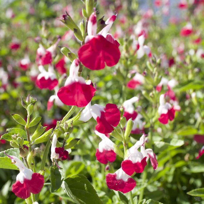 Salvia microphylla 'Hot Lips'