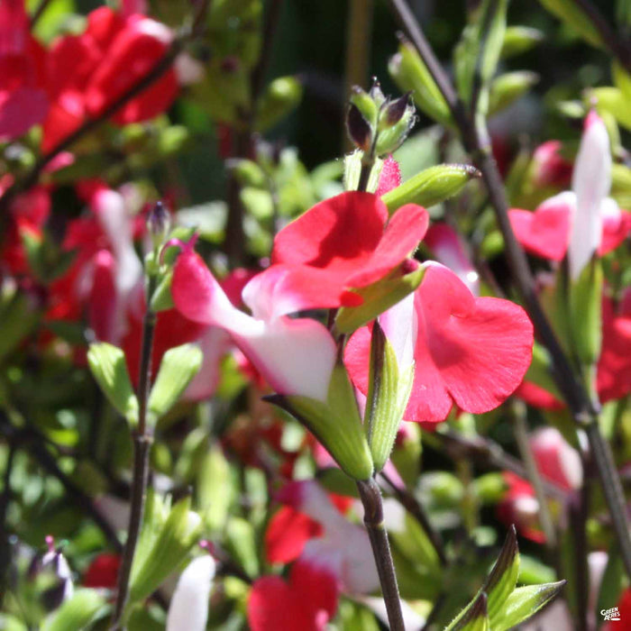 Sage 'Hot Lips'