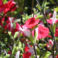 Sage 'Hot Lips'