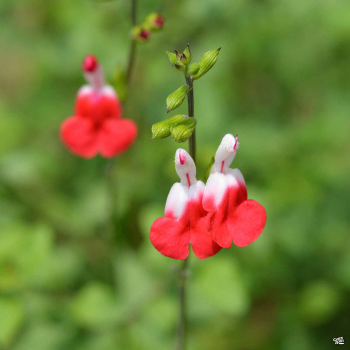 Sage Hot Lips