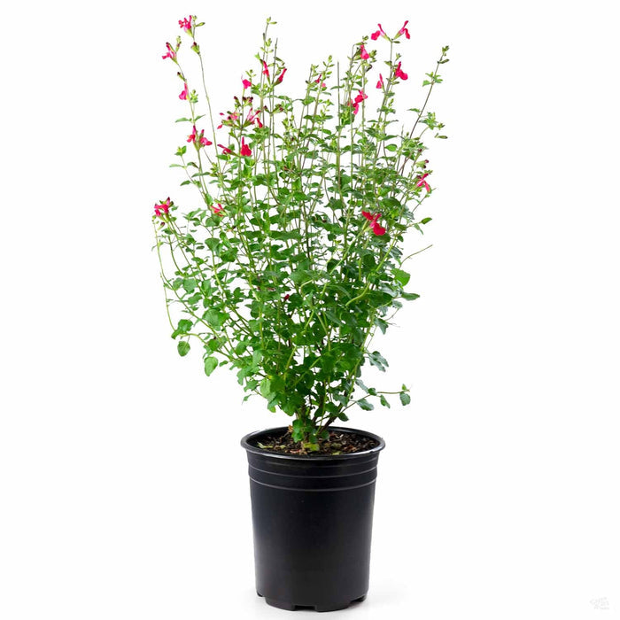 Salvia microphylla 'Hot Lips' 1 gallon