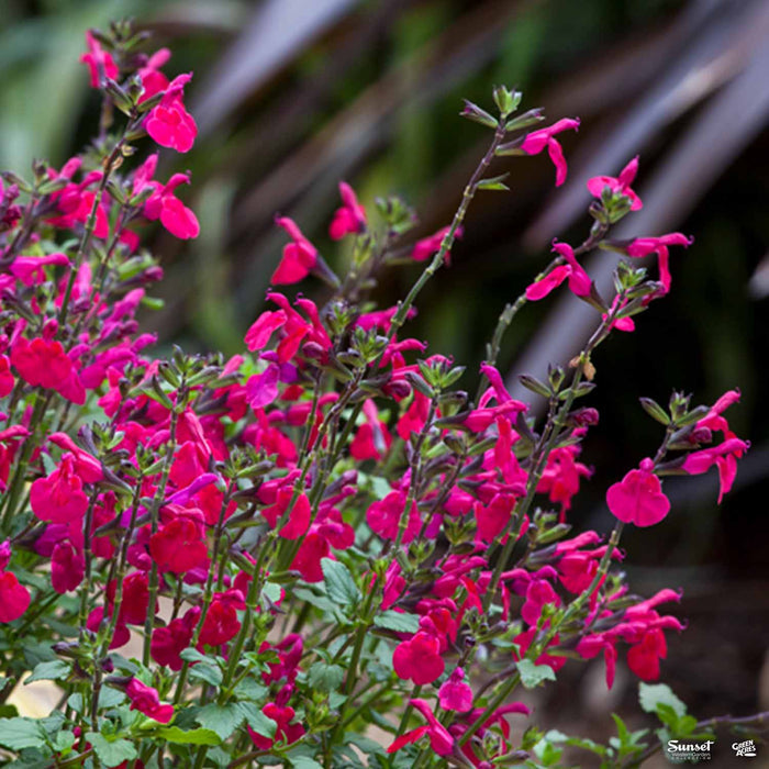 Sage 'Killer Cranberry' | Sunset