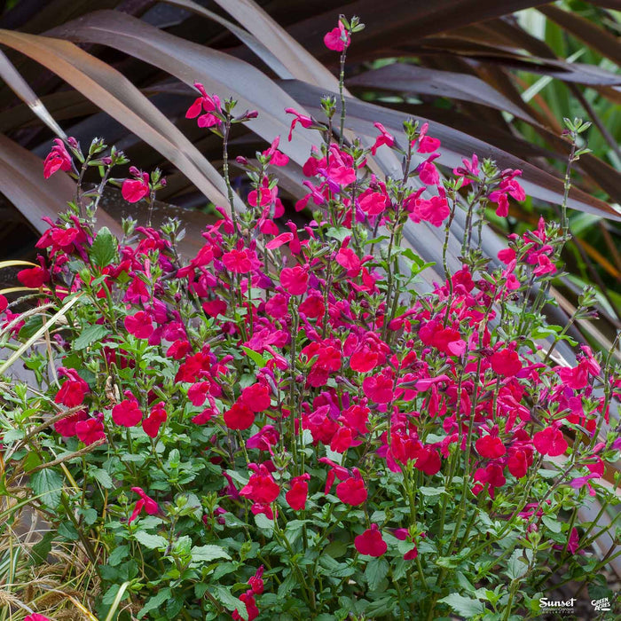 Sage 'Killer Cranberry' | Sunset
