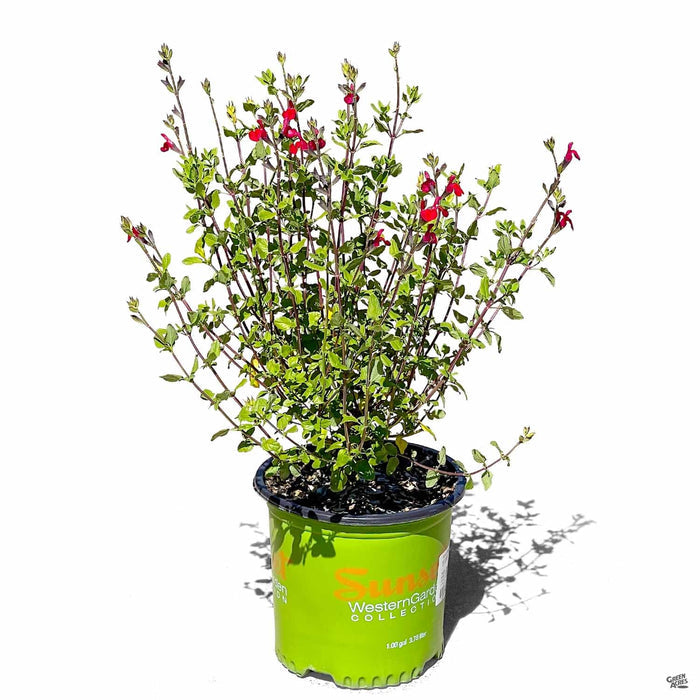 Sage 'Killer Cranberry' 01T