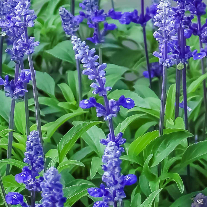 Sage Mystic Spires Blue