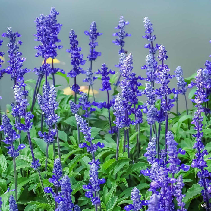 Sage Mystic Spires Blue