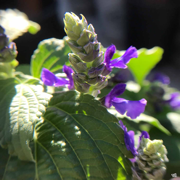 Sage 'Mystic Spires Blue'