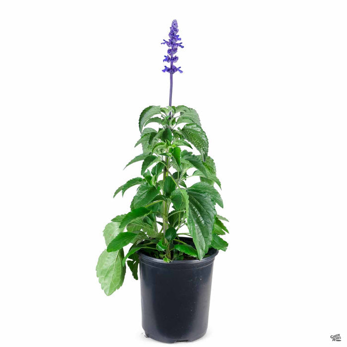 Sage Mystic Spires Blue 1 gallon
