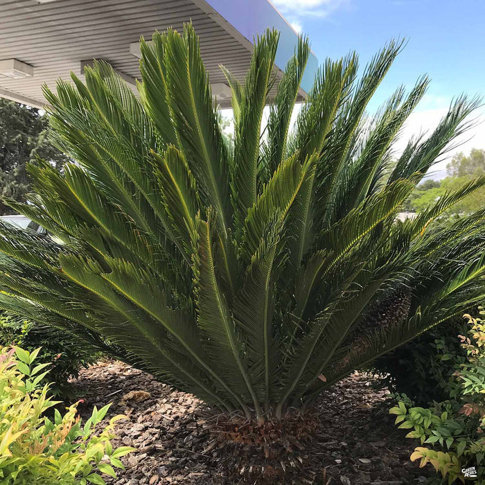 Sago Palm in landscape