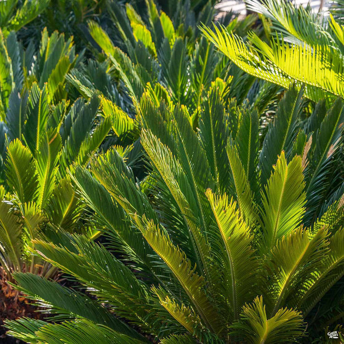 Sago Palm foliage