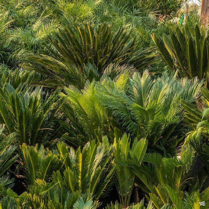 Sago Palm