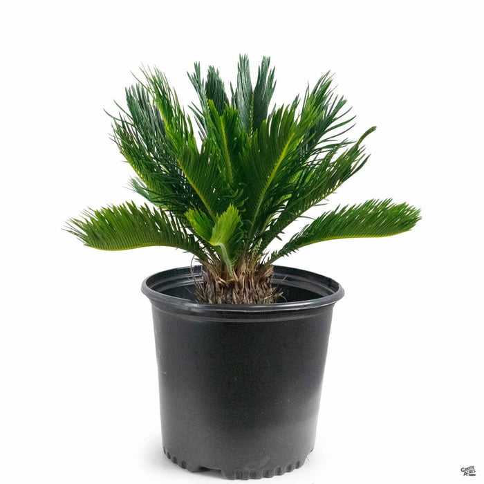 Sago Palm 10 inch