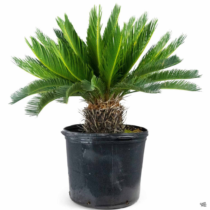 Sago Palm 14 inch