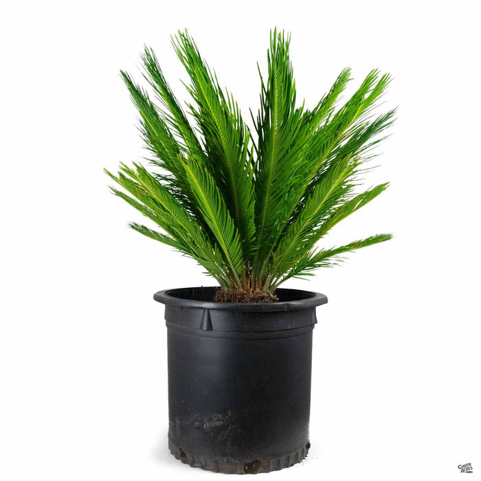 Sago Palm 15 gallon