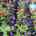 Salvia Black and Blue