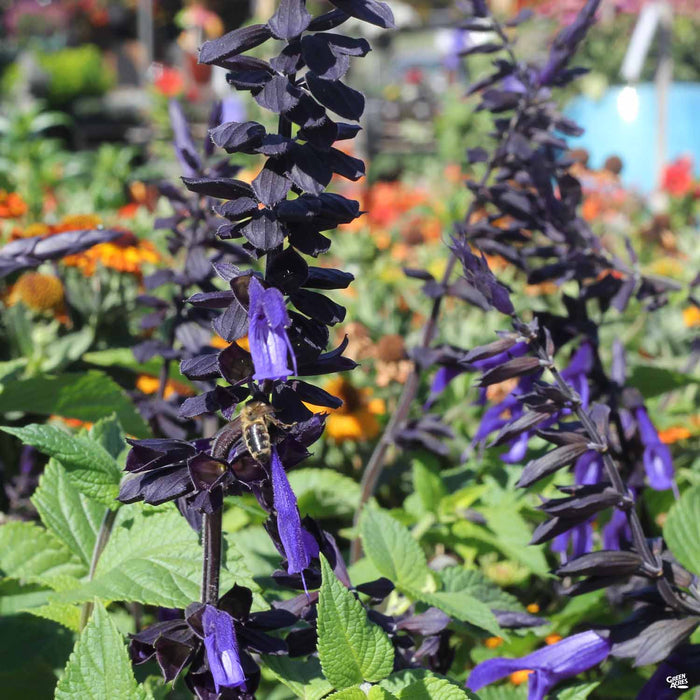 Salvia Black and Blue