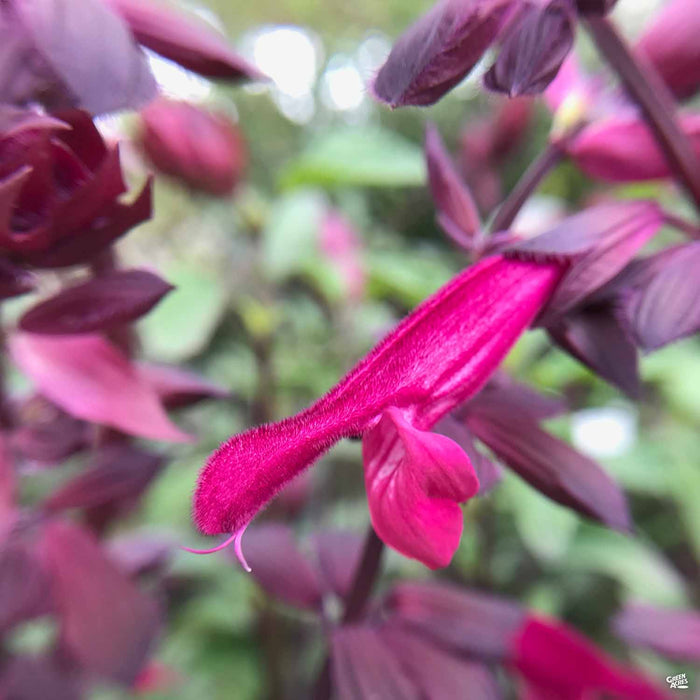 Love and Wishes Salvia