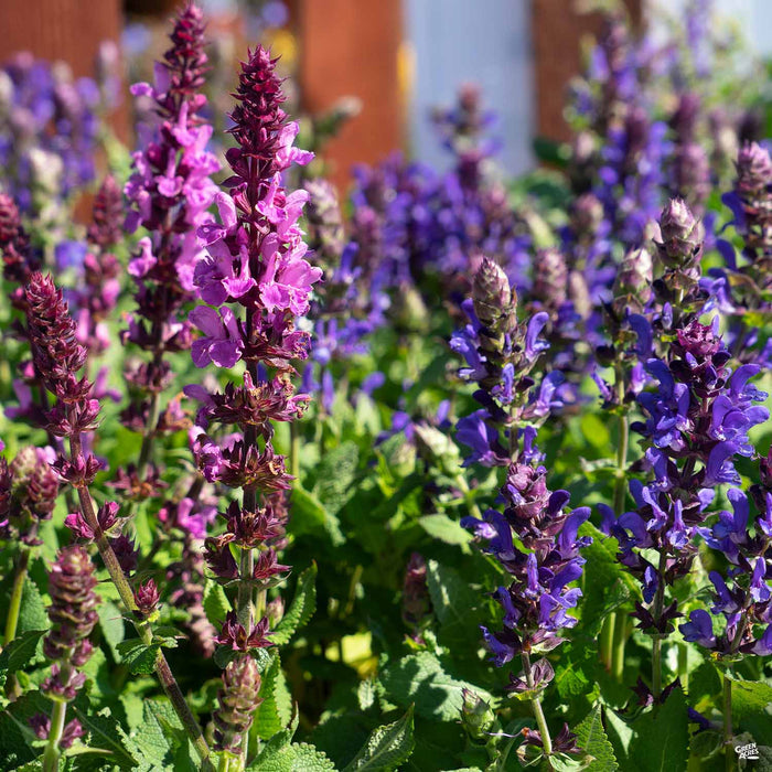 Salvia 'Marvel Rose' and 'Marvel Blue'