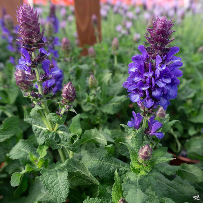 Salvia 'Marvel Blue'
