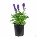 Blue Marvel Salvia 1 gallon