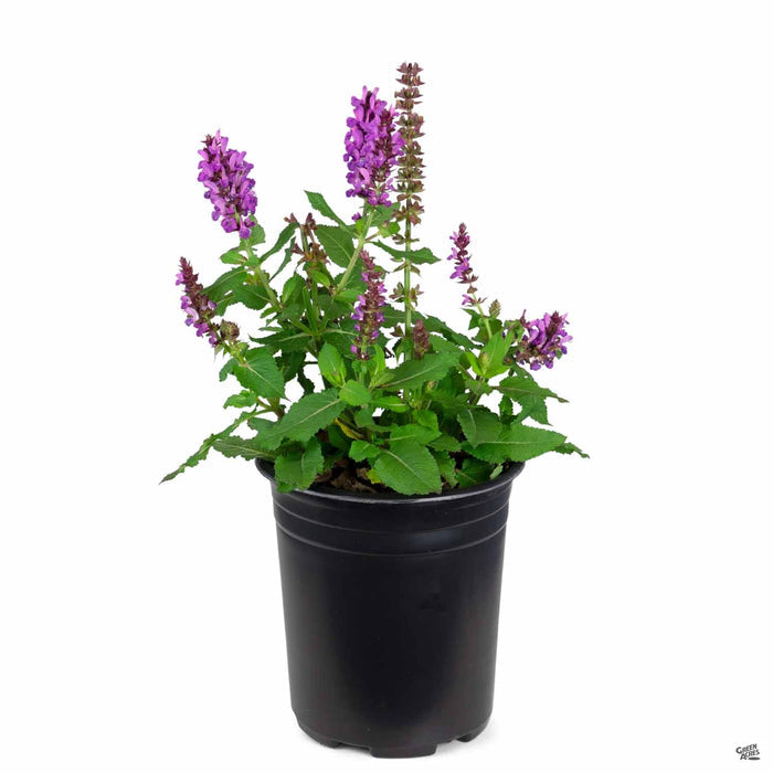 Rose Marvel Salvia 1 gallon