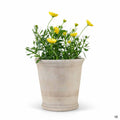 Samaria Antique Terracotta Planter