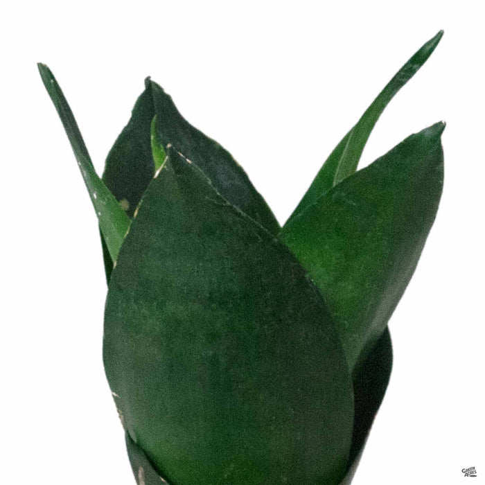 Snake Plant 'Black Hahnii'