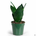 Snake Plant 'Black Hahnii' 4 inch