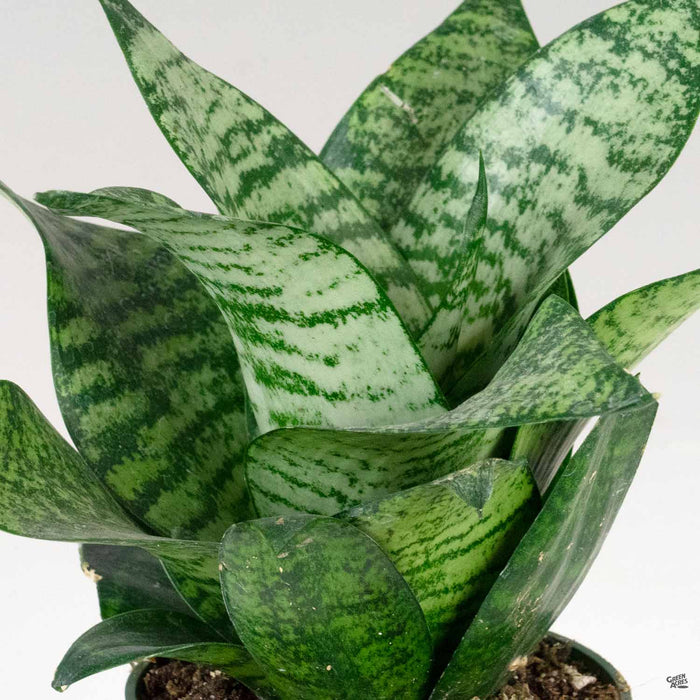 Sansevieria 'Green Hahnii'