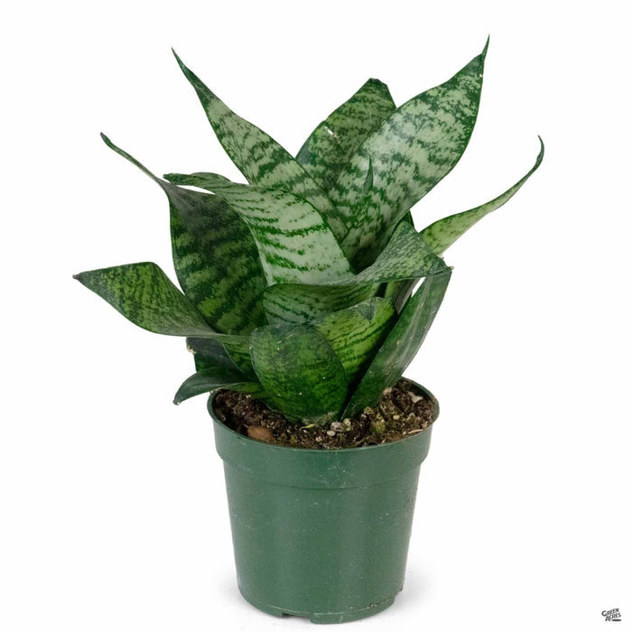 Sansevieria 'Green Hahnii' 4 inch
