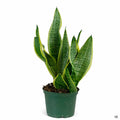 Snake Plant 'Superba Compacta' 6 inch