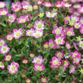 Saxifrage Pink
