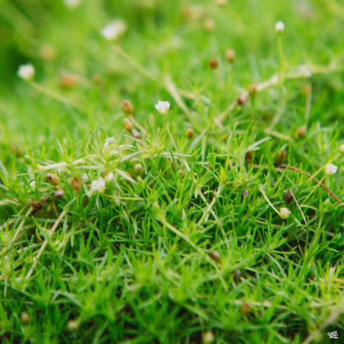 Scotch Moss