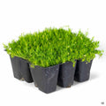 Scotch Moss 6-pack