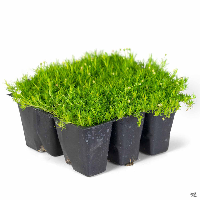 Scotch Moss 6-pack