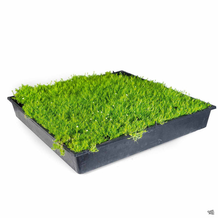 Scotch Moss flat