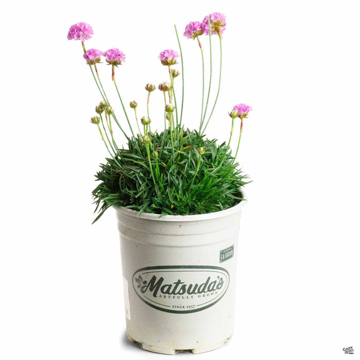 Sea Thrift, 1 gallon Matsuda's