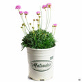Sea Thrift, 1 gallon Matsuda's