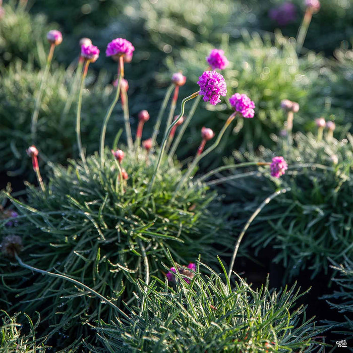 Pink Sea Thrift