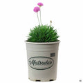 Pink Sea Thrift, 1 gallon Matsudas