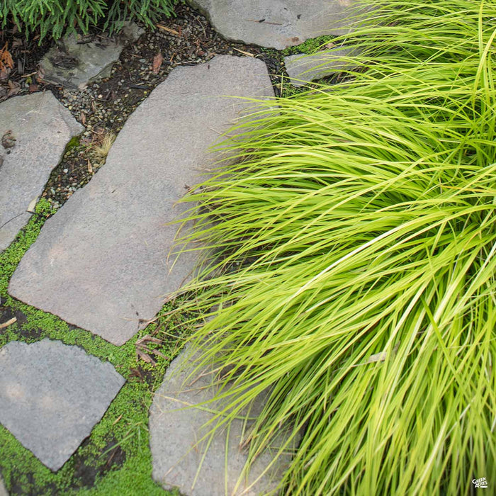 Carex 'Everillo'