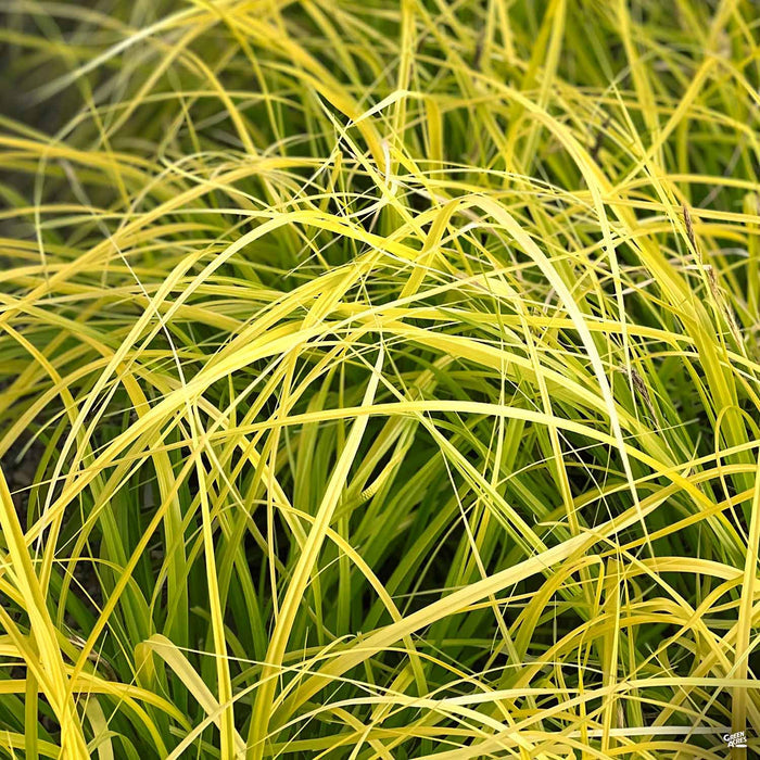 Carex 'Everillo'