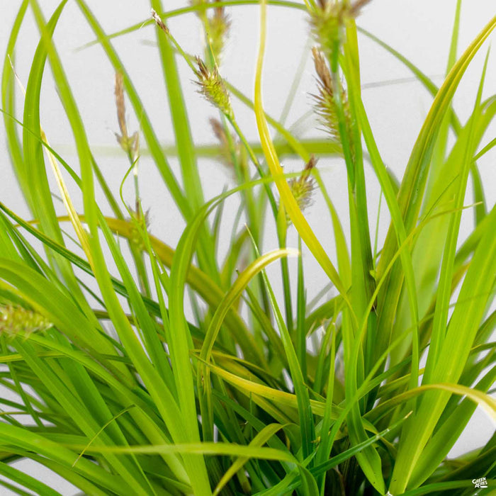 Carex 'Everillo'