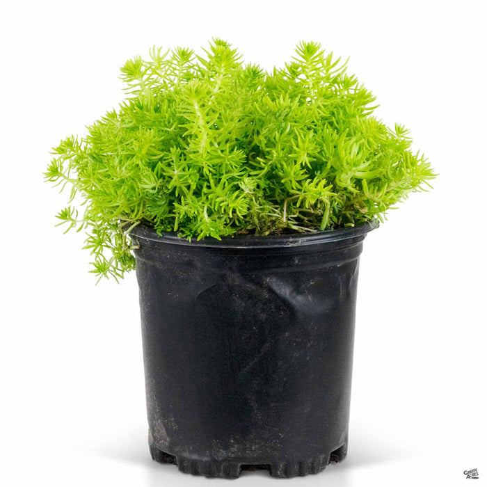 Sedum Lemon Ball 1 gallon