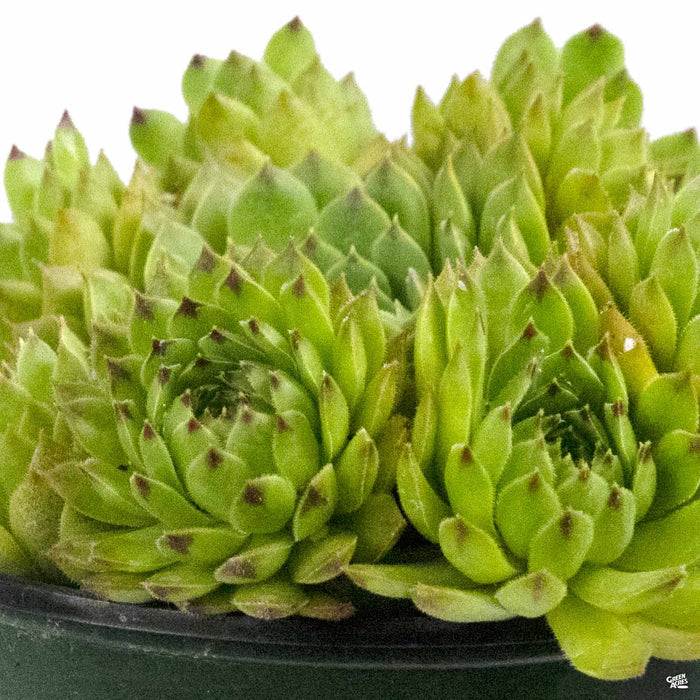 Sempervivum 'Appletini'