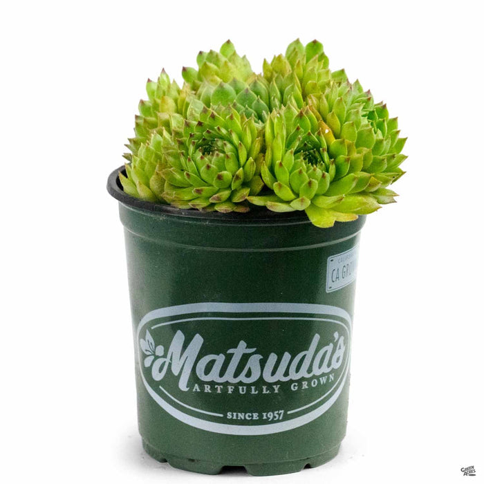 Sempervivum 'Appletini' 4 inch